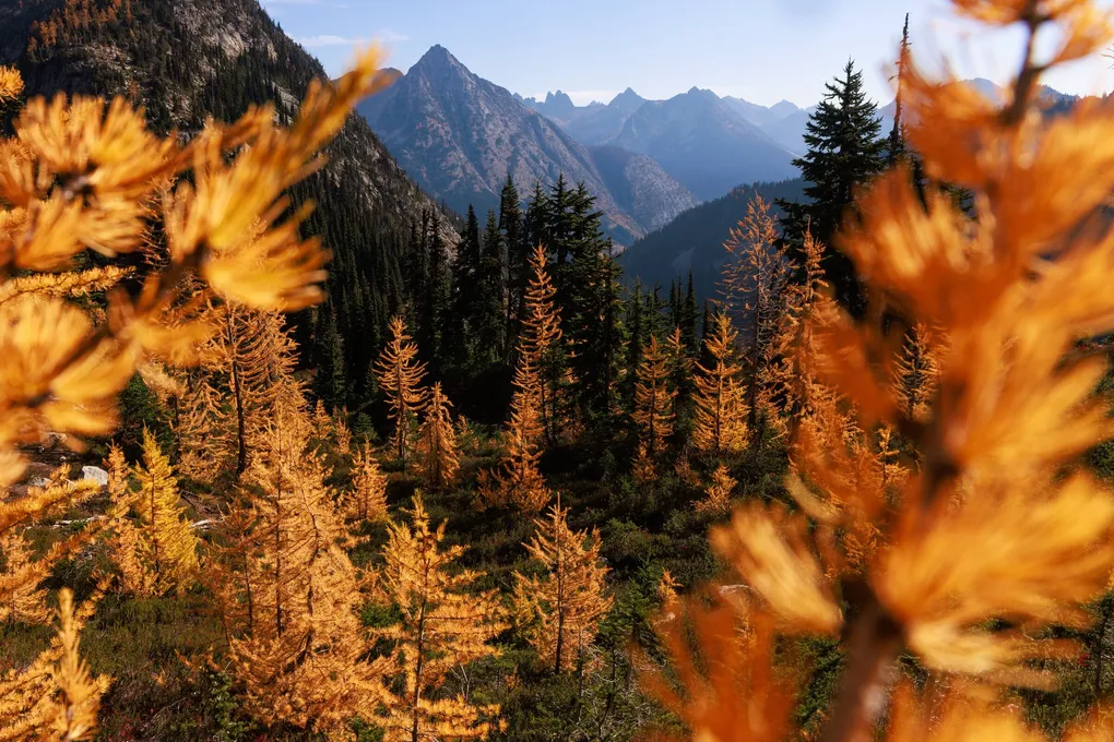 An alpine forest glows with golden autumn larch trees, framed by rugged mountain peaks under clear blue skies.
