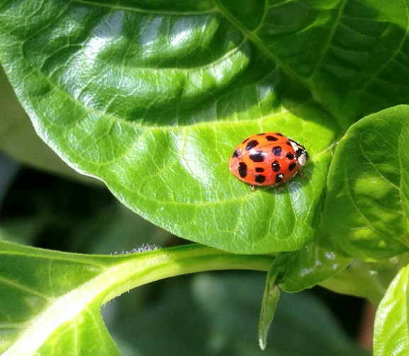 A ladybug rests on a leaf, a natural predator helping control aphid populations in the garden.