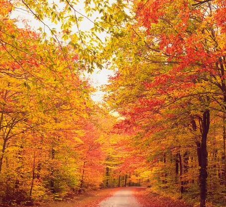 How and Why Leaves Change Color in Fall