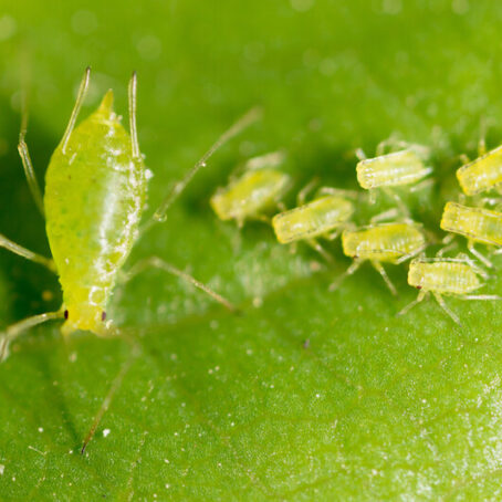 How to Control Aphids on Seattle Trees