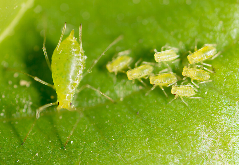 A close-up of aphids feeding on a leaf surface, reproducing rapidly and weakening plant tissue.