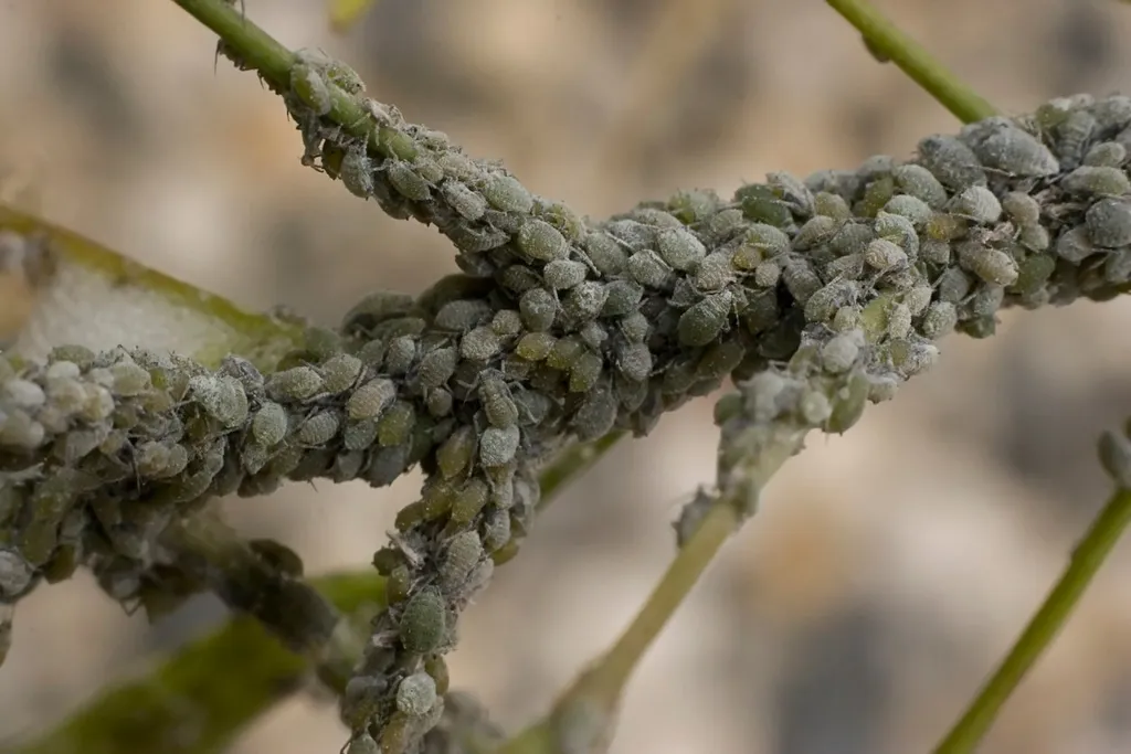A close-up of aphids clustered on a plant stem, feeding on sap and weakening new growth.