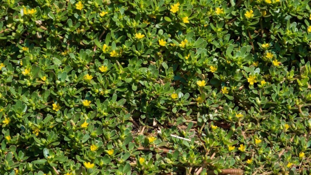 A dense mat of aggressive weeds spreads across the ground, competing with desirable plants for space and nutrients.