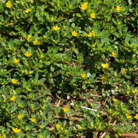Homemade Weed Killer for Pacific Northwest Landscapes