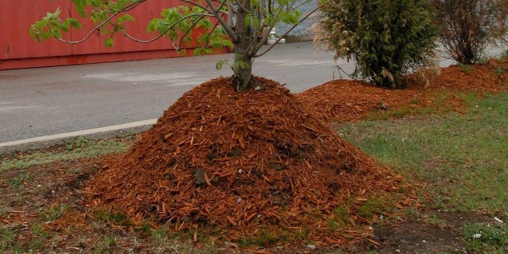 Mulch volcano around a tree, an improper practice that traps moisture against the trunk and can cause rot and disease.