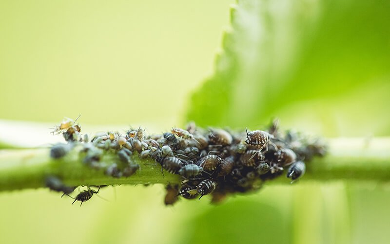 An aphid infestation crowds a tender plant stem, draining sap and stunting healthy growth.