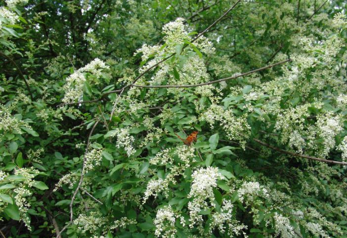 An invasive flowering shrub spreads dense white clusters, crowding out native plants and altering local habitats.