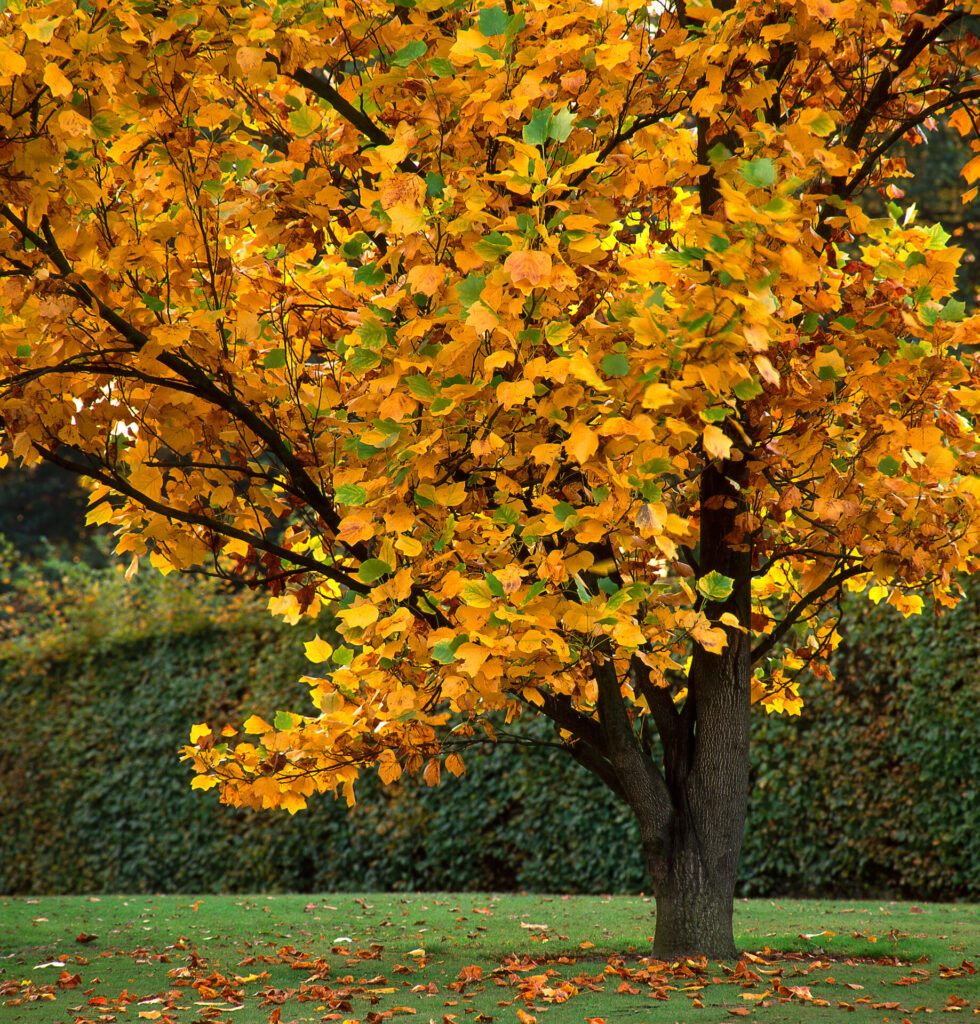 A tulip tree displays rich golden-yellow fall foliage, marking the peak of autumn color before leaf drop.
