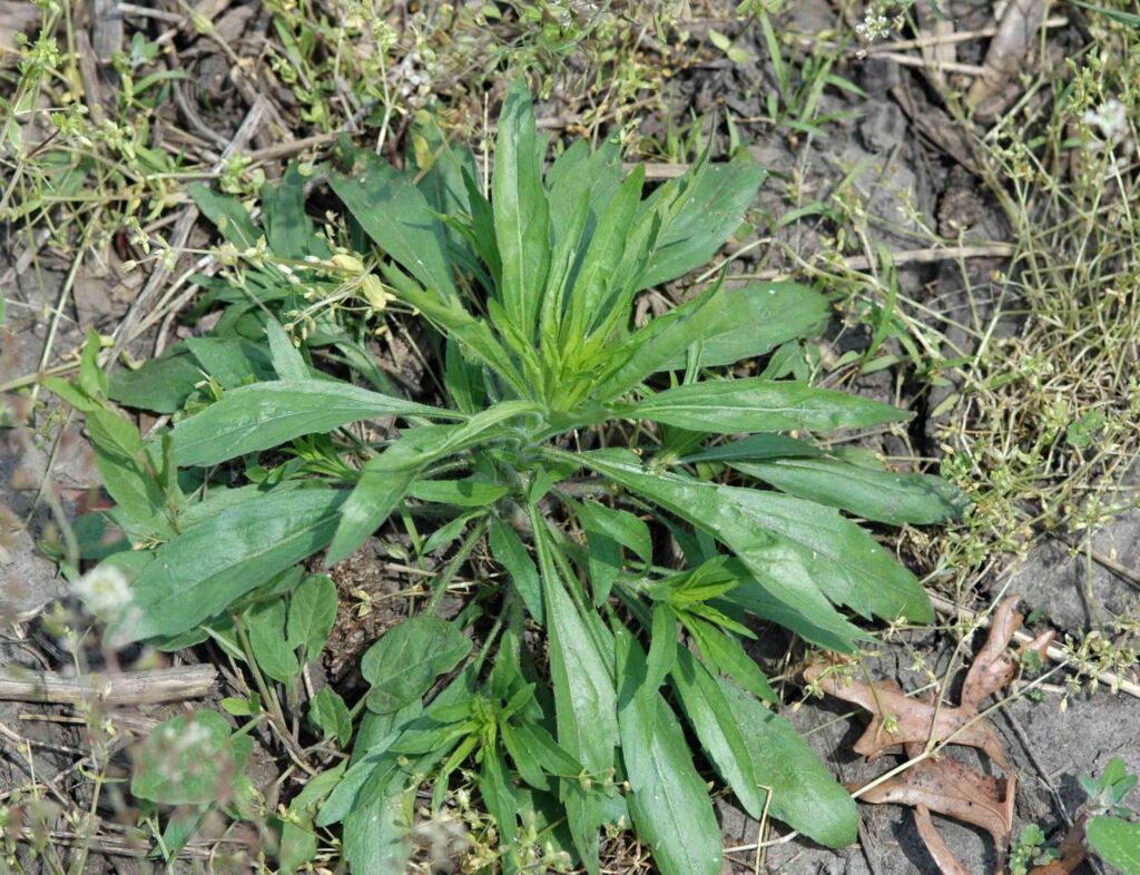 A young horseweed plant emerges from bare soil, an aggressive weed that spreads quickly if left unmanaged.