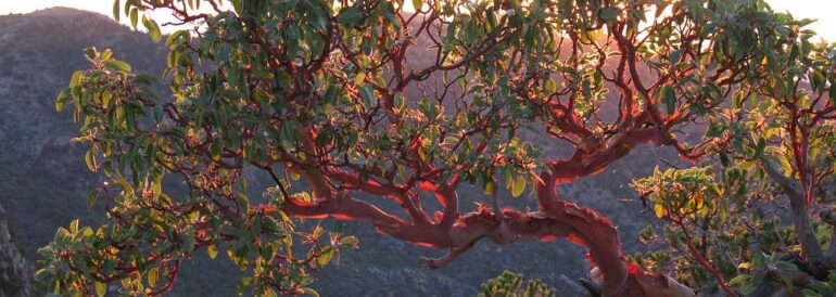 A Pacific madrone’s twisting branches glow in warm light, showcasing its distinctive bark and evergreen foliage.