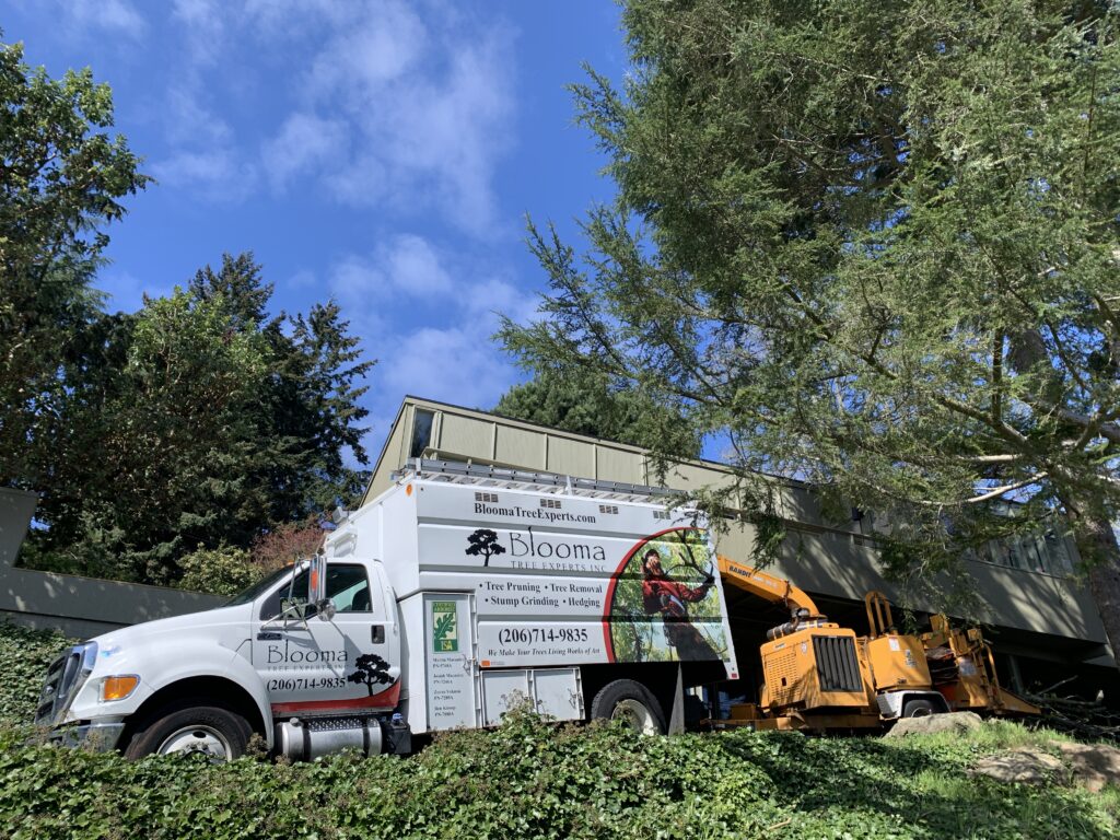 Bloomatree professional arborist