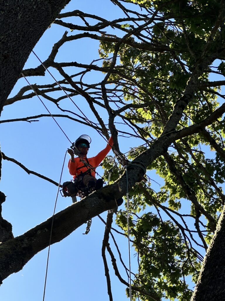 Bloomatree crew working in Clyde Hill estates