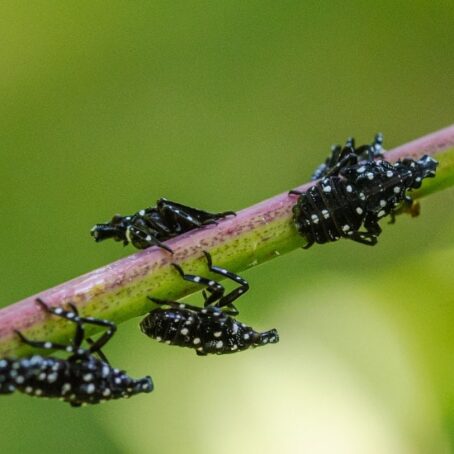 How to Protect Trees from Spotted Lanternflies