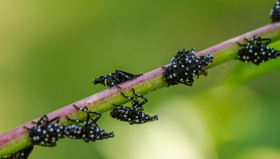 Black and white spotted lanternfly nymphs cluster on a plant stem, an early life stage of this destructive invasive pest.