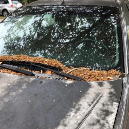 How to Get Sap Off Your Car and More