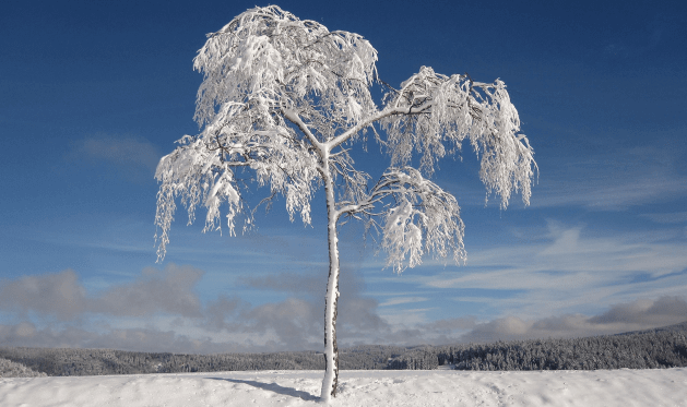 A lone winter tree stands frozen in silence, its ice-coated branches etched against a clear blue sky.