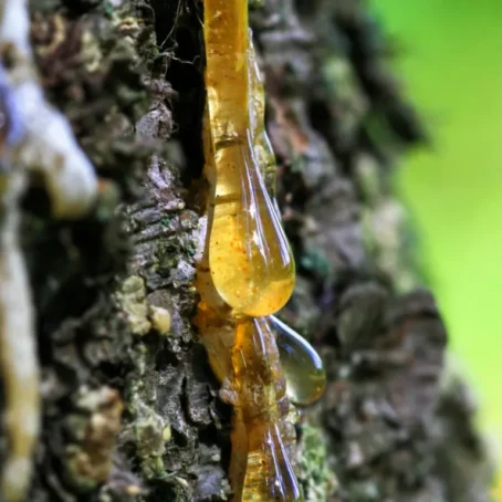 How to Get Sap Off Your Car and More