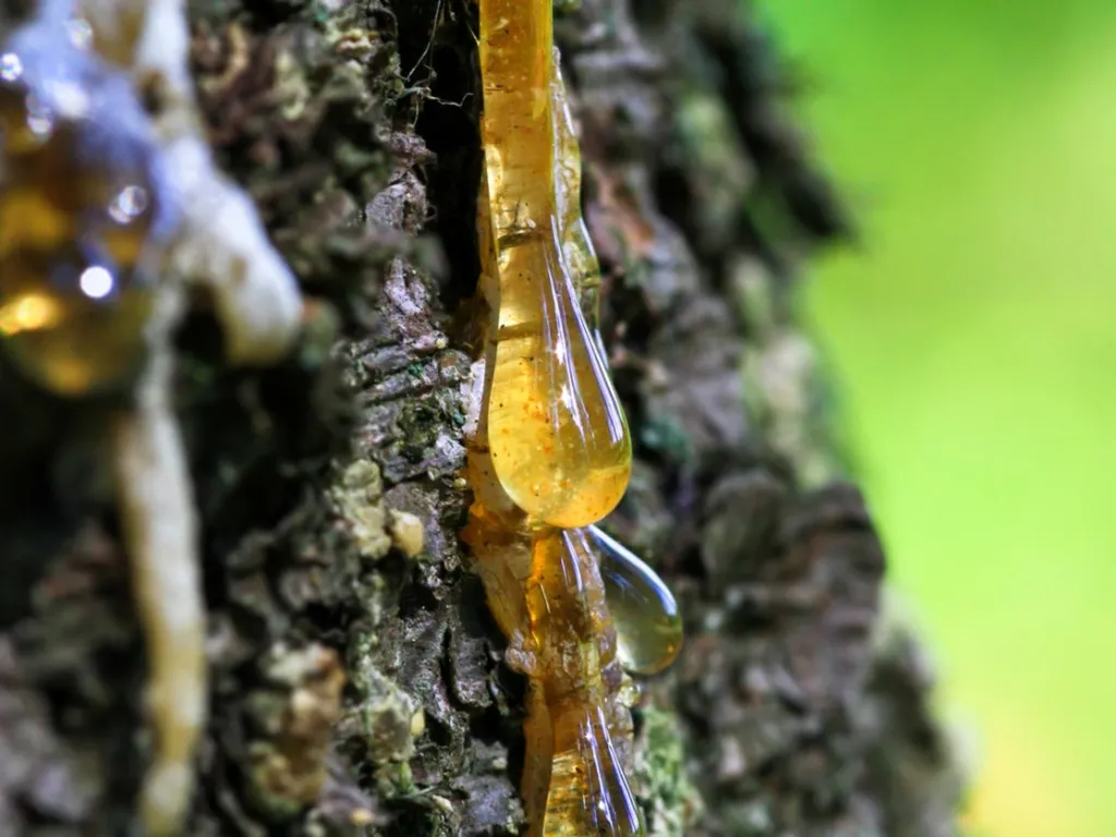 Stictree sap oozing from bark, forming clear amber droplets.