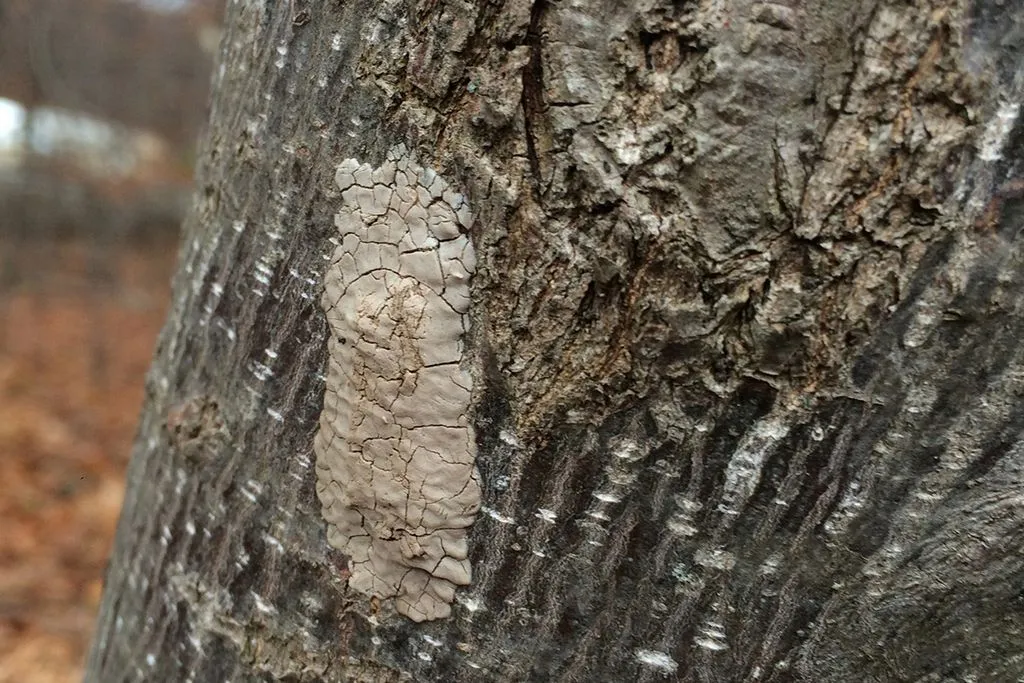 A spotted lanternfly egg mass attached to tree bark, a camouflaged overwintering stage that can hatch dozens of invasive insects in spring.