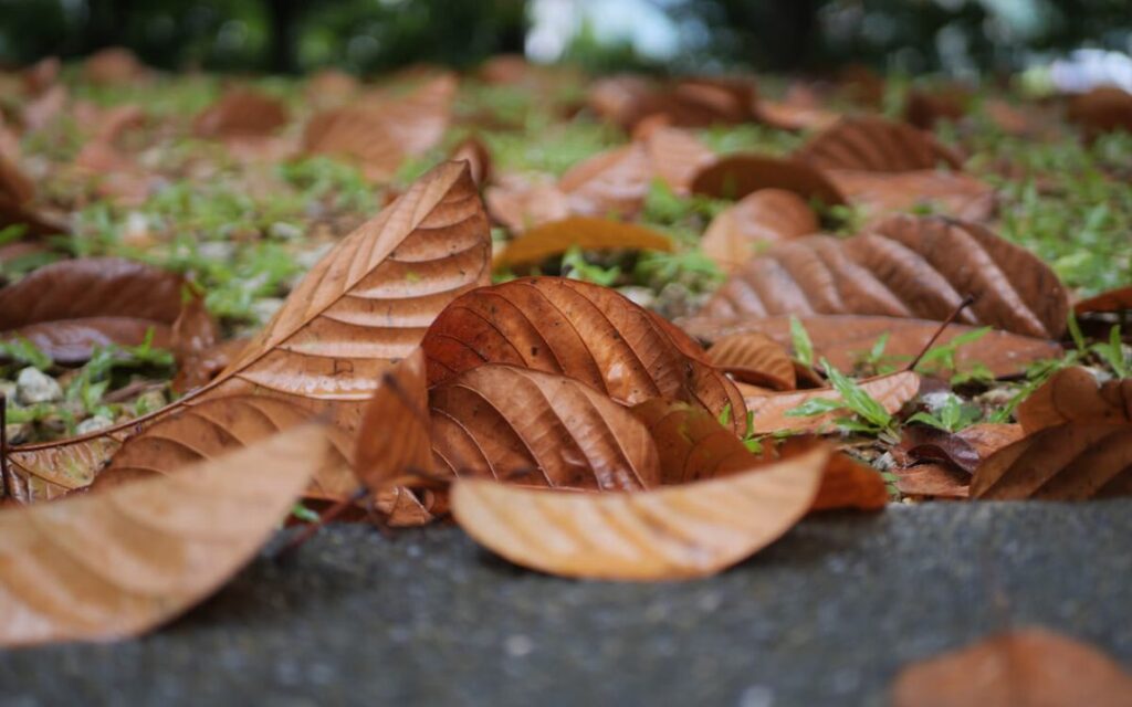 Dry brown leaves scattered across the ground, signaling the quiet arrival of autumn.
