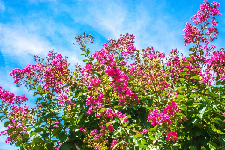 A crepe myrtle in full bloom, showcasing vibrant pink flower clusters that thrive in warm summer conditions.