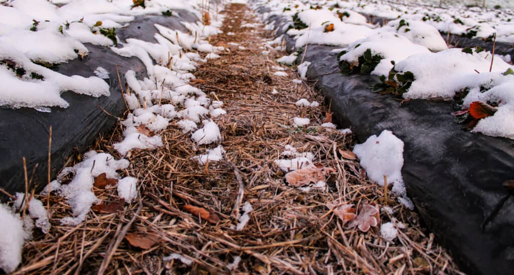 Mulched garden rows lightly dusted with snow, protecting soil and roots through winter.