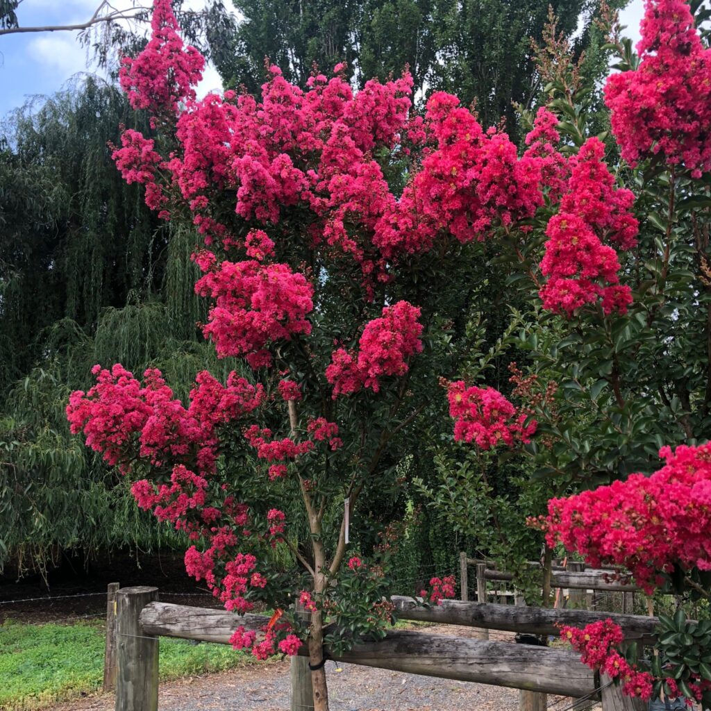 A crepe myrtle covered in dense pink blossoms, creating a striking summer display against lush green surroundings.