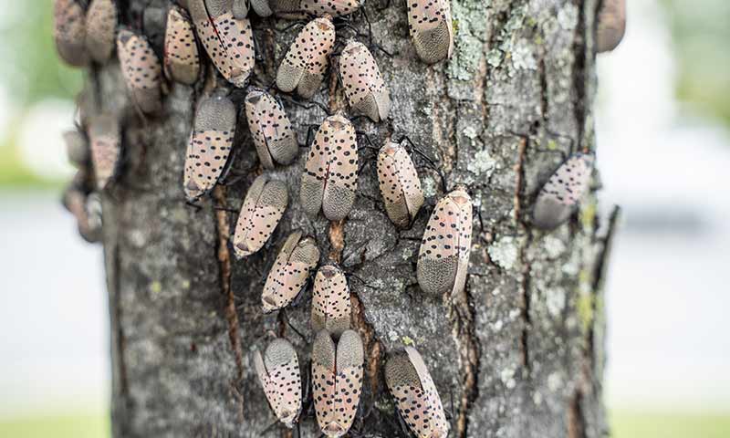 An adult spotted lanternfly infestation clustered on tree bark, feeding and reproducing in large numbers that can severely stress host trees.