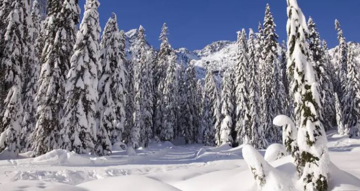 A peaceful winter forest blanketed in fresh snow under a clear blue sky.