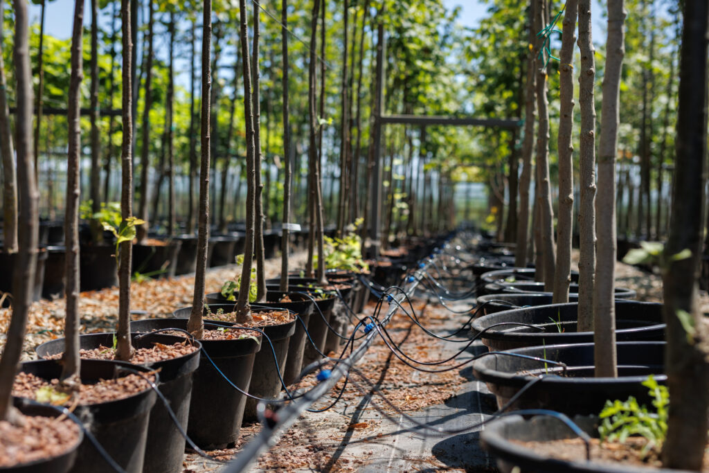 Rows of young nursery trees growing in containers, carefully irrigated and trained for healthy transplanting and future landscape planting.