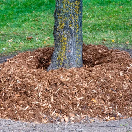 How to Mulch a Tree Properly