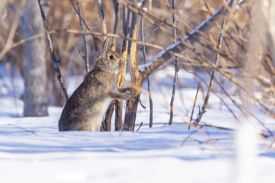 A rabbit gnaws exposed bark from a young tree during winter, a common source of cold-season tree damage.