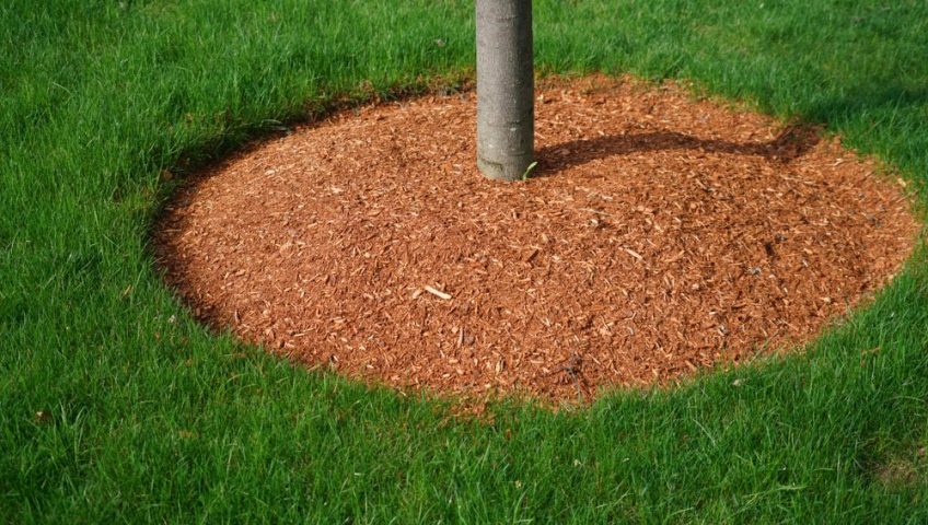 A properly mulched tree base, with a wide, even ring that protects roots while keeping mulch away from the trunk.