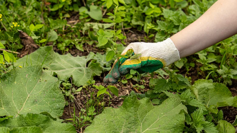 A gloved hand removes a young weed at the root, preventing it from spreading among surrounding plants.