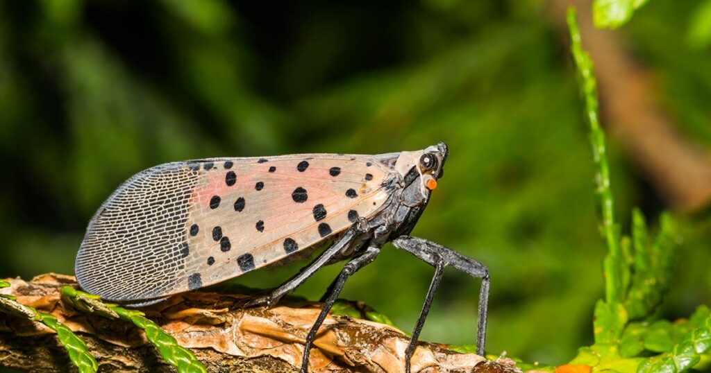 A spotted Lanternflies rest on a branch, an invasive insect known for damaging trees and plants.