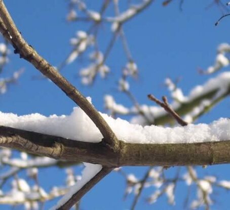 How to Protect a Small Trees in Winter