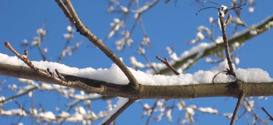 Snow rests on bare branches, highlighting dormant buds and winter stress on trees.