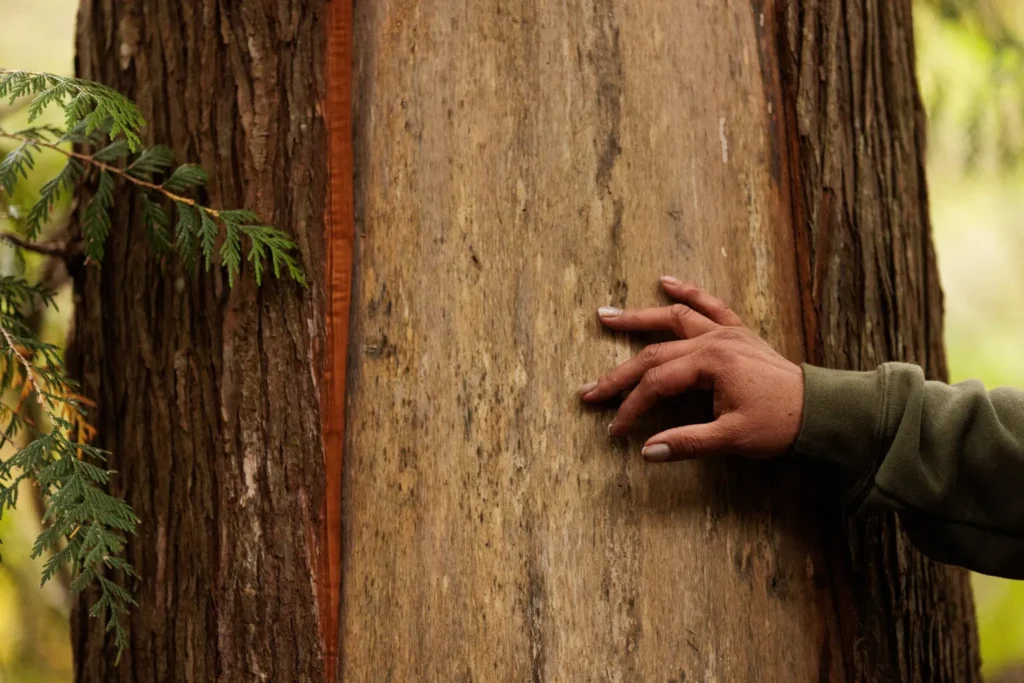 Examining exposed bark on a mature Pacific Northwest cedar