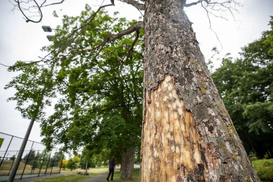 Severe bark loss exposing inner wood on urban tree trunk