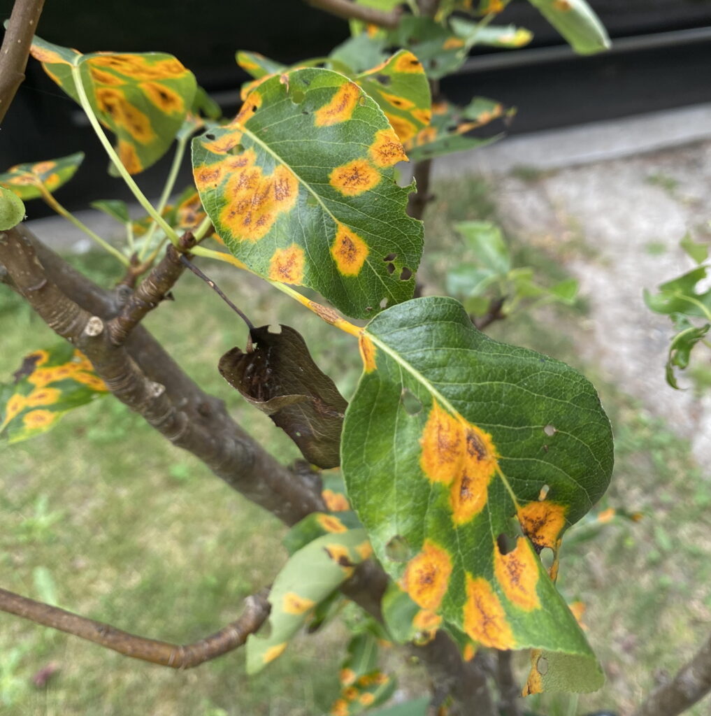 Yellow spotted leaves indicating widespread canopy stress and decline