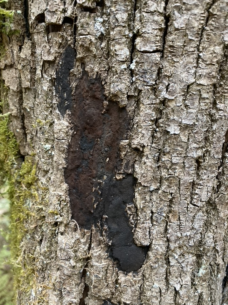 Dark sooty bark lesion consistent with maple fungal infection
