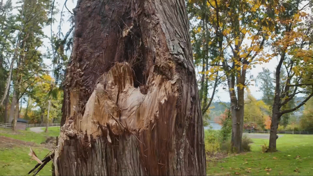 Severe trunk splitting and decay indicating high structural failure risk