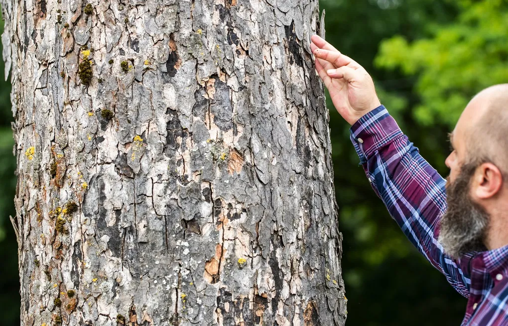 Arborist examining bark damage linked to drought related fungal decline