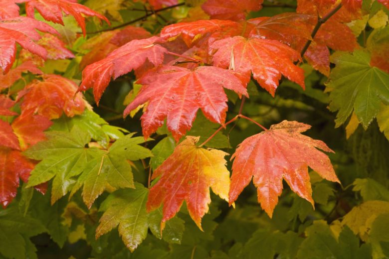 Brilliant autumn foliage of Vine Maple (Acer circinatum), a native understory tree well suited to small Seattle backyards.