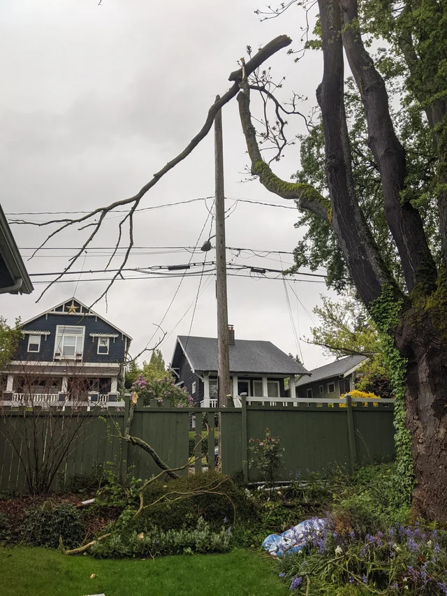 Large overextended branch failure above residential yard, with broken limbs tangled in overhead utility lines and debris scattered below.
