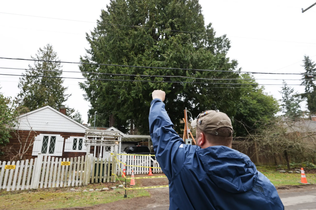 Large residential tree beneath overhead power lines highlights the long term implications of Seattle’s tree code and placement decisions.