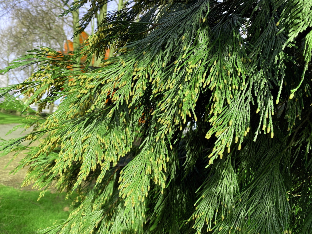 Incense Cedar foliage with distinctive flattened sprays and developing cones, a narrow evergreen well suited for privacy screening in Seattle backyards.