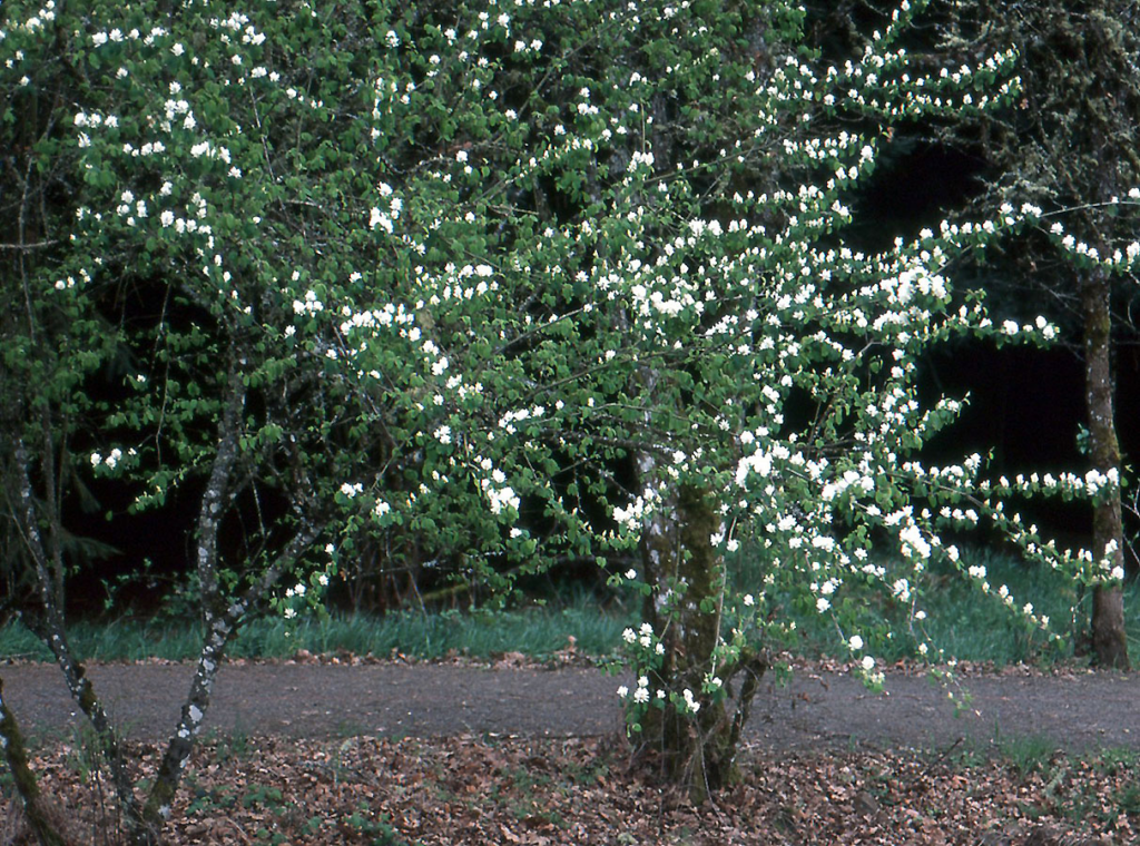 Western Serviceberry (Amelanchier alnifolia) in spring bloom, a native small tree valued for flowers, wildlife habitat, and compact urban form.