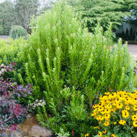 Best Trees to Plant in a Small Seattle Backyard: An ISA Arborist’s Species Guide