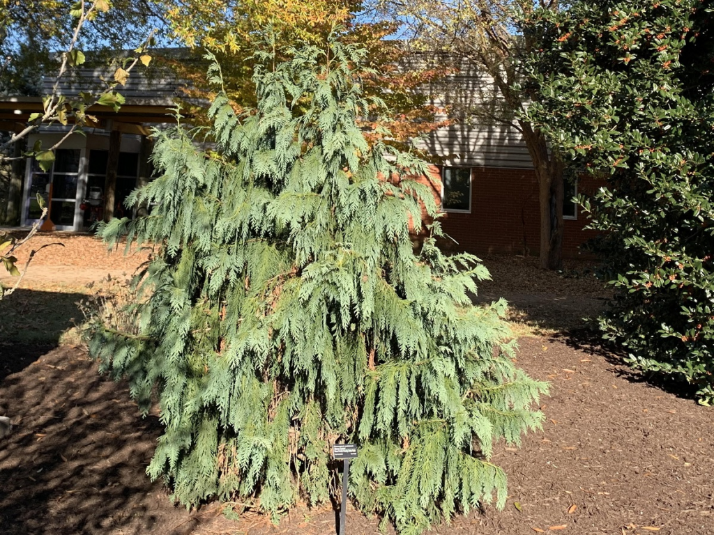 Weeping Alaska Cedar (Chamaecyparis nootkatensis ‘Pendula’) showcasing its elegant, narrow form and cascading branches in a winter landscape.
